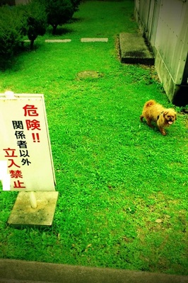 わん